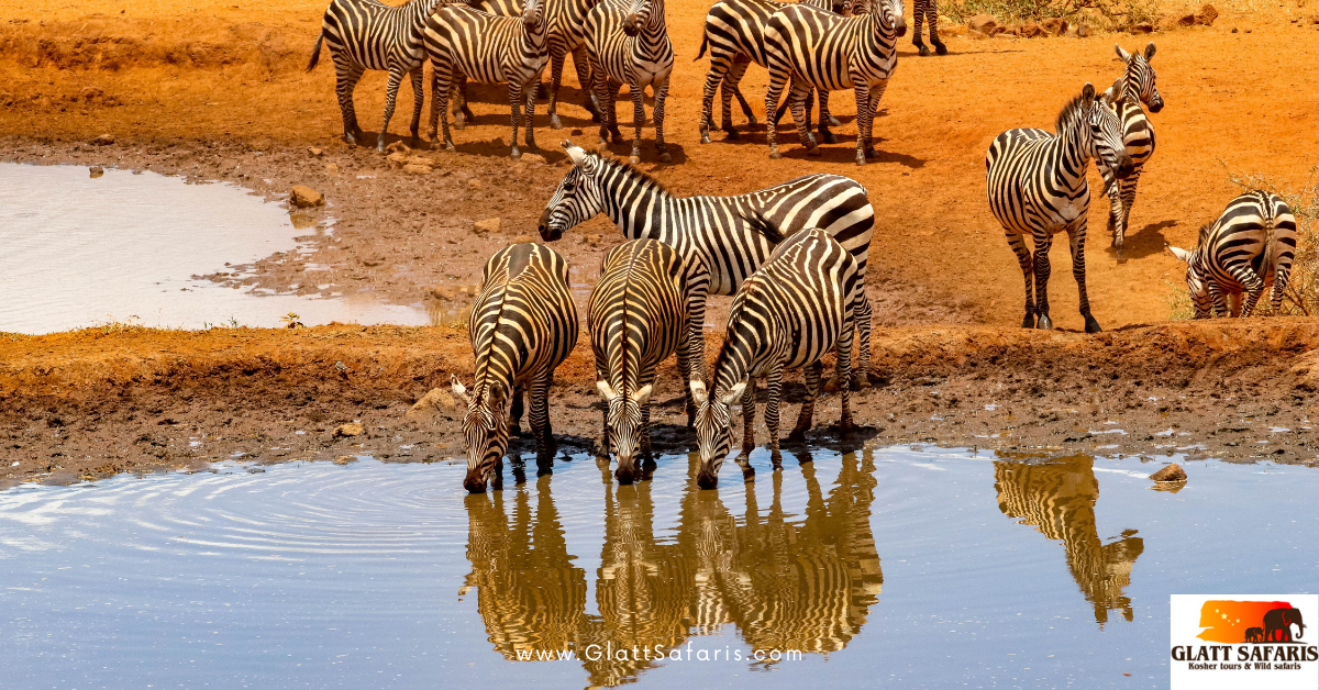 kosher safaris zebra