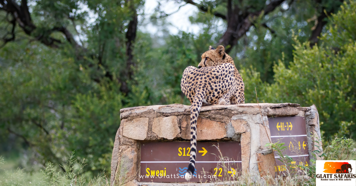 kruger national park kosher