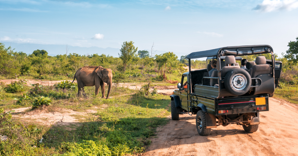Safari Tours for Large Groups