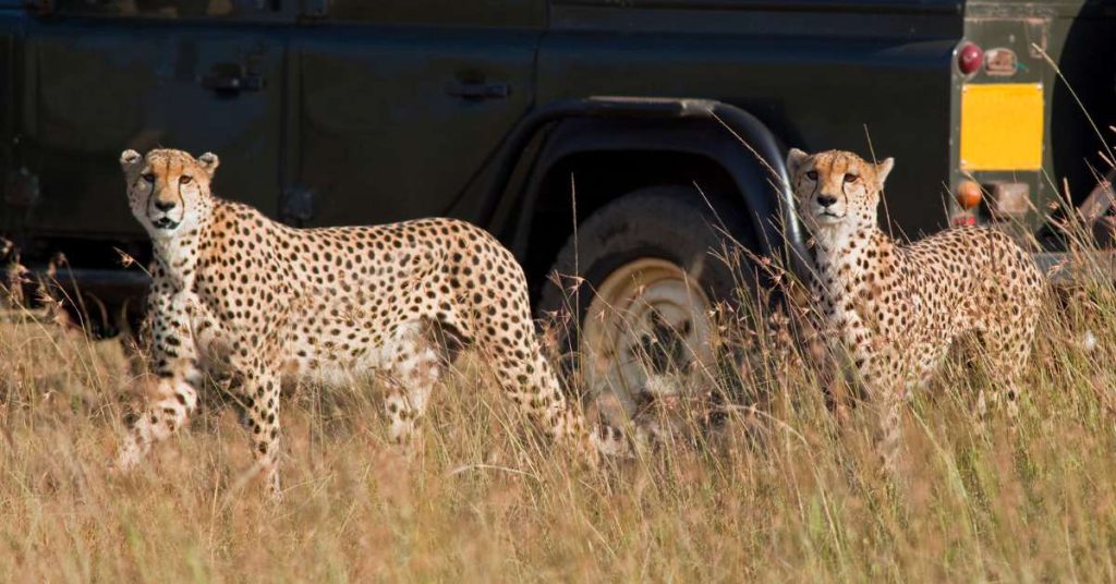 Kosher Experience in Africa