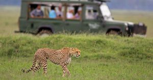 Maximising Your Safari