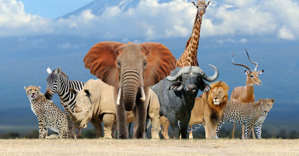 The Big Five: A Guide to Spotting the Big Five Animals