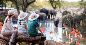 Family-Friendly Kosher Safari Activities in Africa