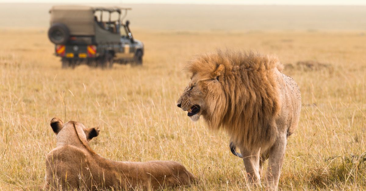 Lion Season on Safari Tours