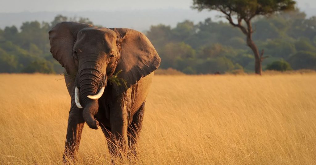 Best Family-Friendly Safari Tour