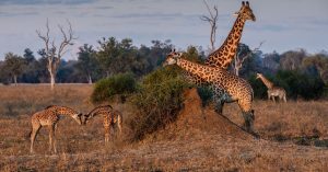 Best Time to Go on a Safari Tour