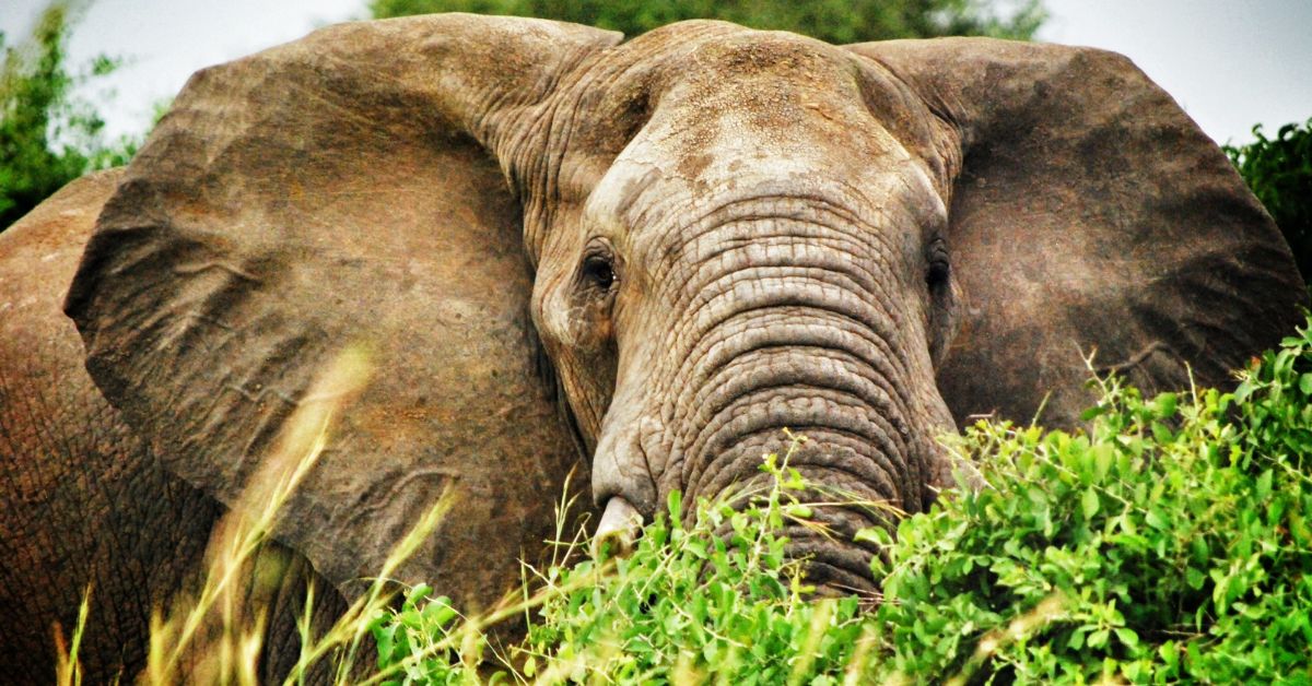 Best Time to Go on a Safari Tour

