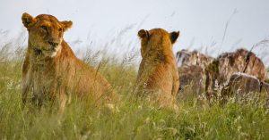 Lion Season on Safari Tours