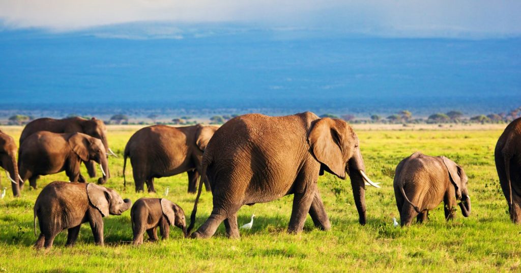 Safari Tours: Everything You Need to Know Before You Go