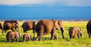 Safari Tours: Everything You Need to Know Before You Go