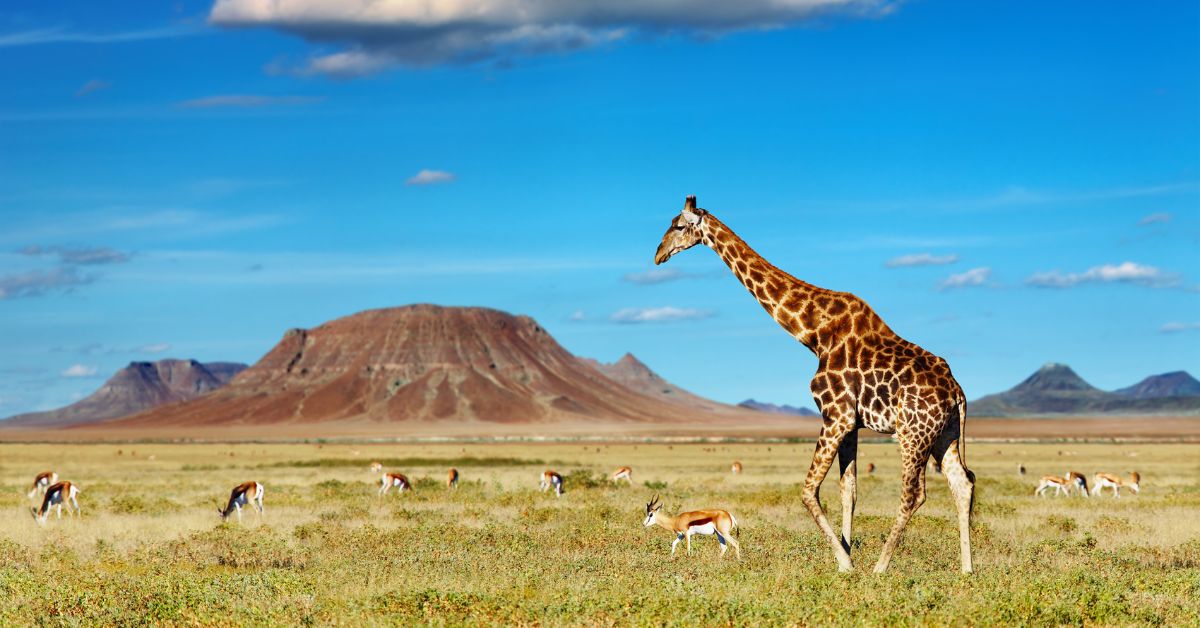 Safari Tours: Everything You Need to Know Before You Go